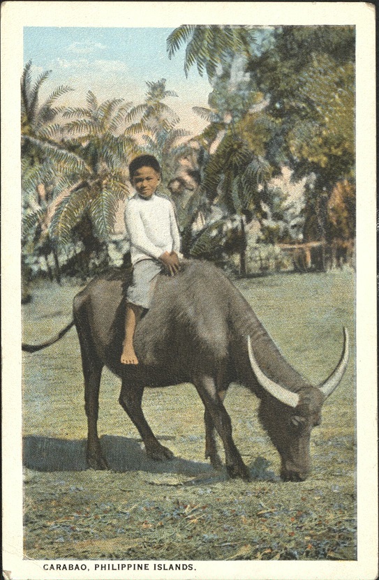Carabao, Philippine Islands.