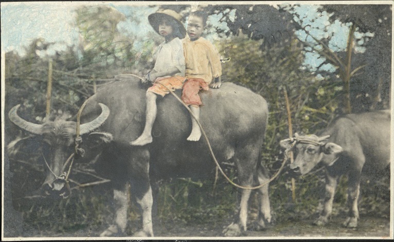 [Untitled ï¿½ Children riding carabao].