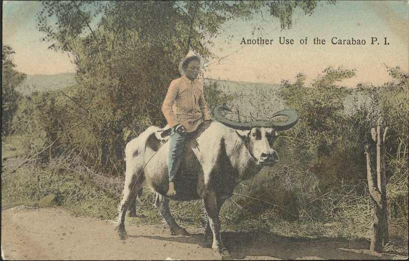 Another use of the Carabao P. I.