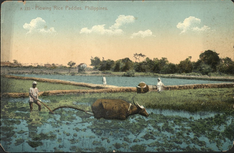 A 123 � Plowing Rice Paddies, Philippines.