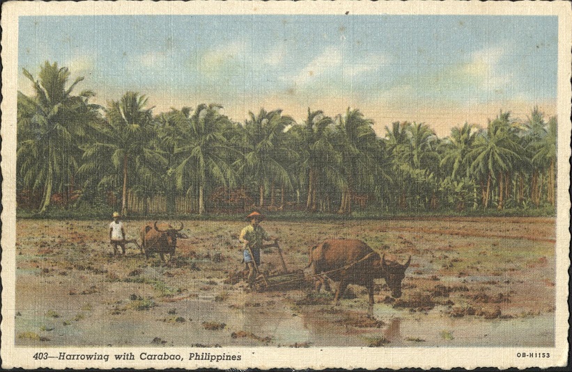 403 � Harrowing with Carabao, Philippines.