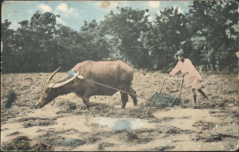 Preparing to Plant, P. I.