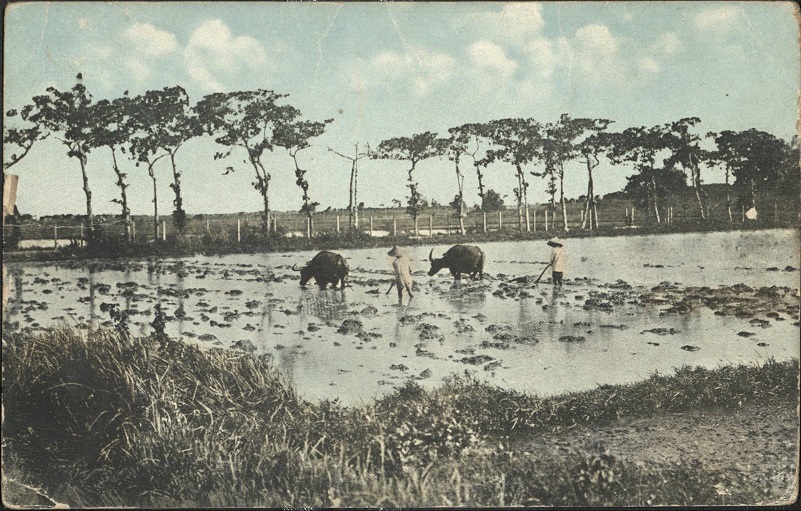 Plowing Rice Feld [Field] Near Manila, P. I.