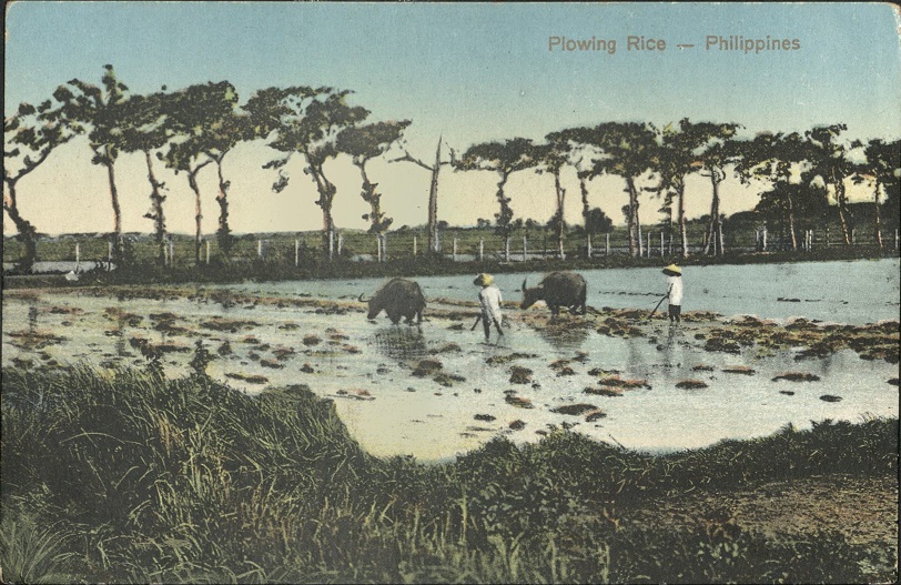 Plowing Rice � Philippines.