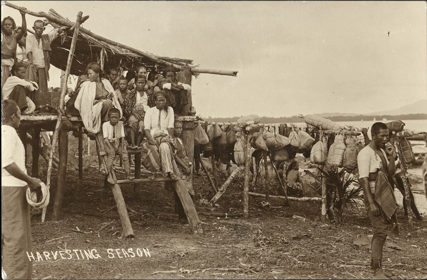 Harvesting Season.