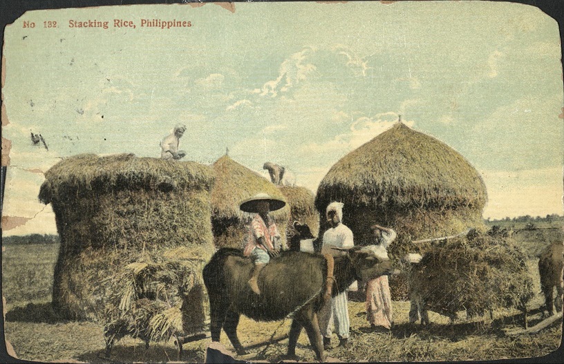 No. 132. Stacking Rice, Philippines.