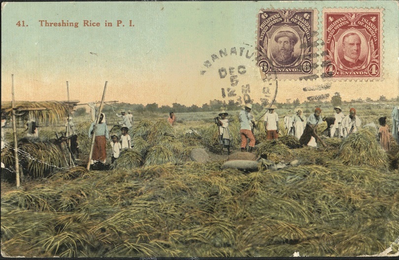 41. Threshing Rice in P. I.