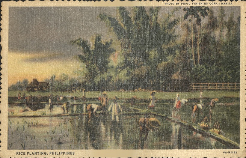 Rice planting, Philippines.
