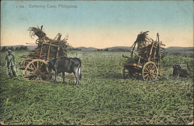 A 226 ï¿½ Gathering cane, Philippines.
