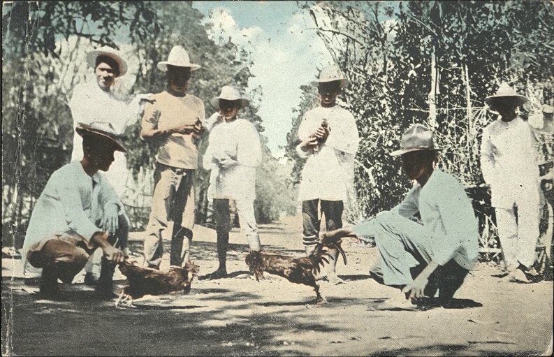 Cock Fight, Philippine Islands.