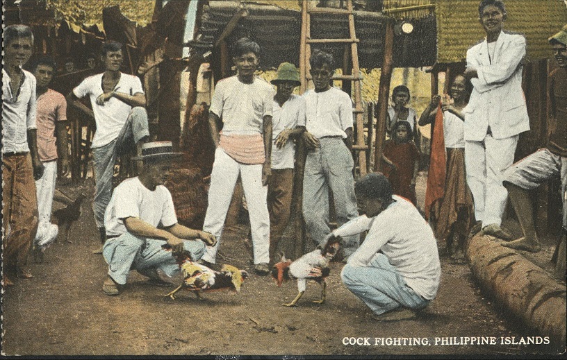 Cock Fighting. Philippine Islands.