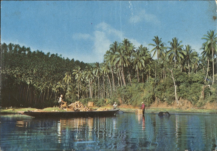Coconut Harvest in Laguna.