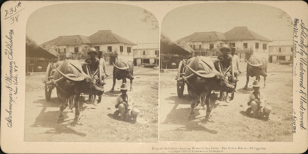 Filipino Buffaloes – hauling Water to the Front – San Pedro Macati, Philippines.