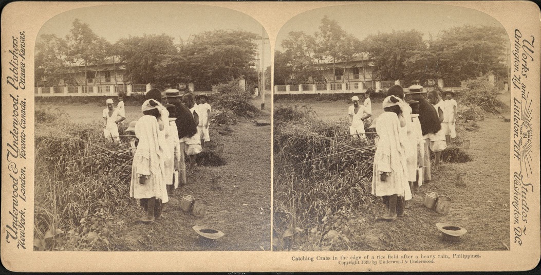 Catching Crabs in the edge of a rice field after a heavy rain, Philippines.