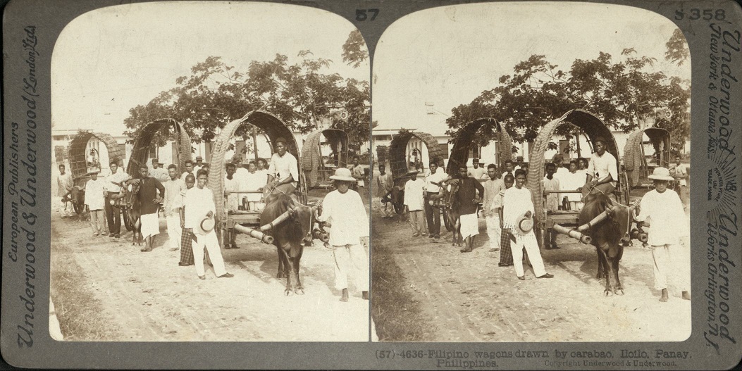 Filipino wagons drawn by carabao, Iloilo, Panay, Philippines.
