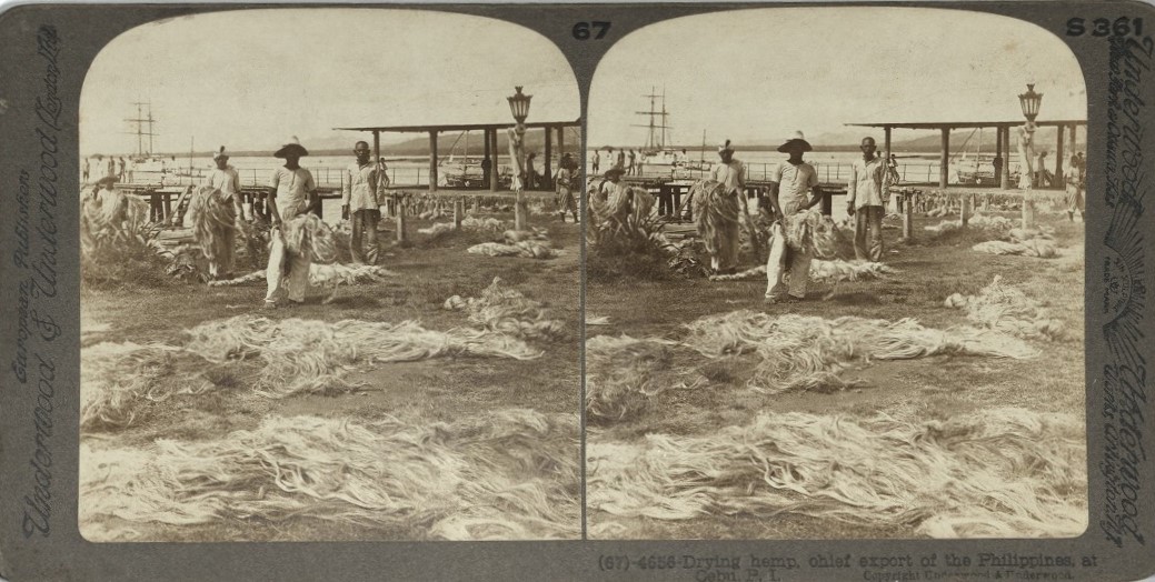 Drying hemp, chief export of the Philippines, at Cebu, P. I.