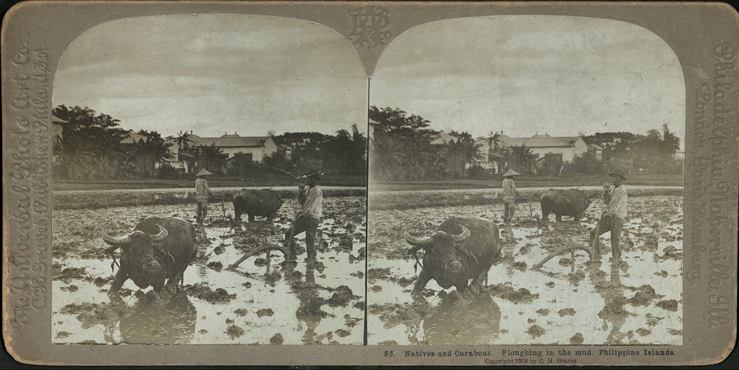 Natives and Caraboas [Carabaos]. Ploughing in the mud. Philippine Islands.