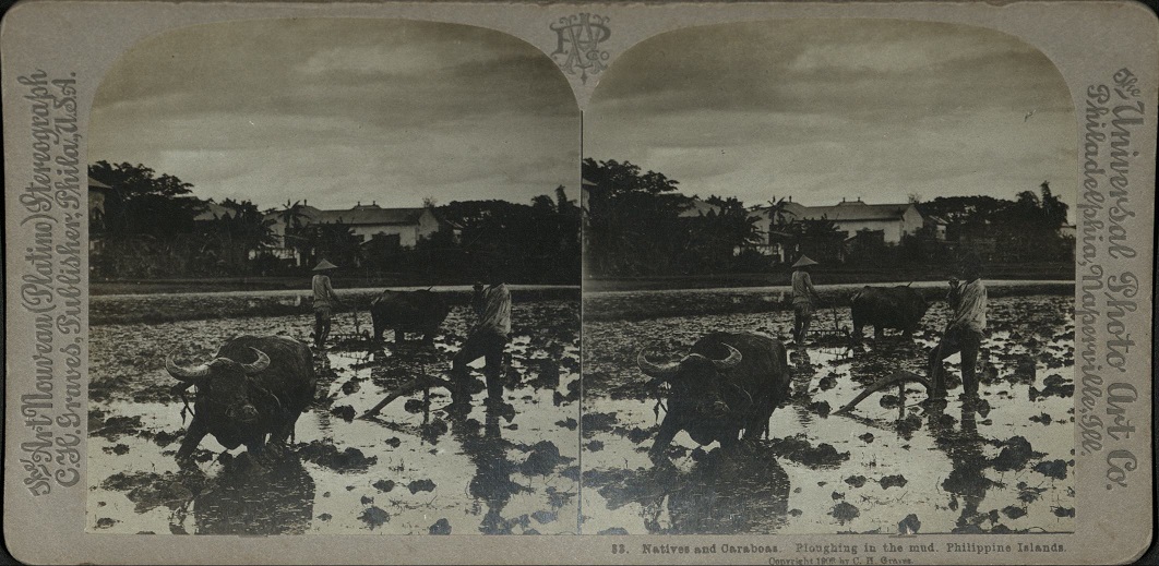 Natives and Caraboas [Carabaos]. Ploughing in the mud. Philippine Islands.