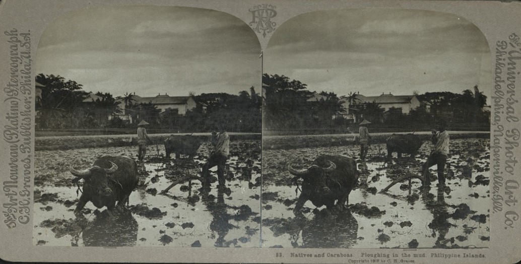 Natives and Caraboas [Carabaos]. Ploughing in the mud. Philippine Islands.