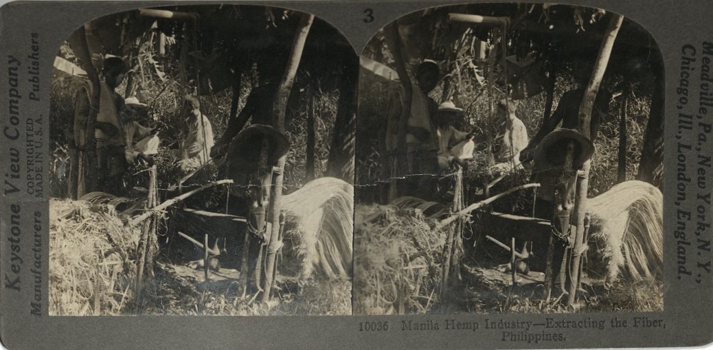 Manila Hemp Industry – Extracting the Fiber, Philippines.