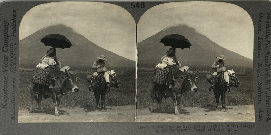 Cattle Used as Pack Animals and for Riding – Mayon in the Background, Island of Luzon, P. I.