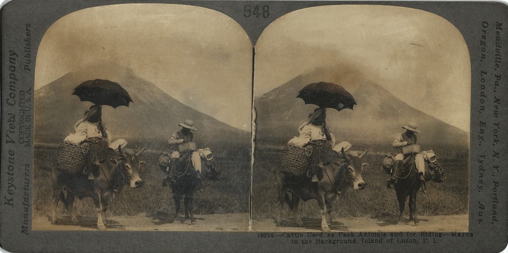 Cattle Used as Pack Animals and for Riding – Mayon in the Background, Island of Luzon, P. I.