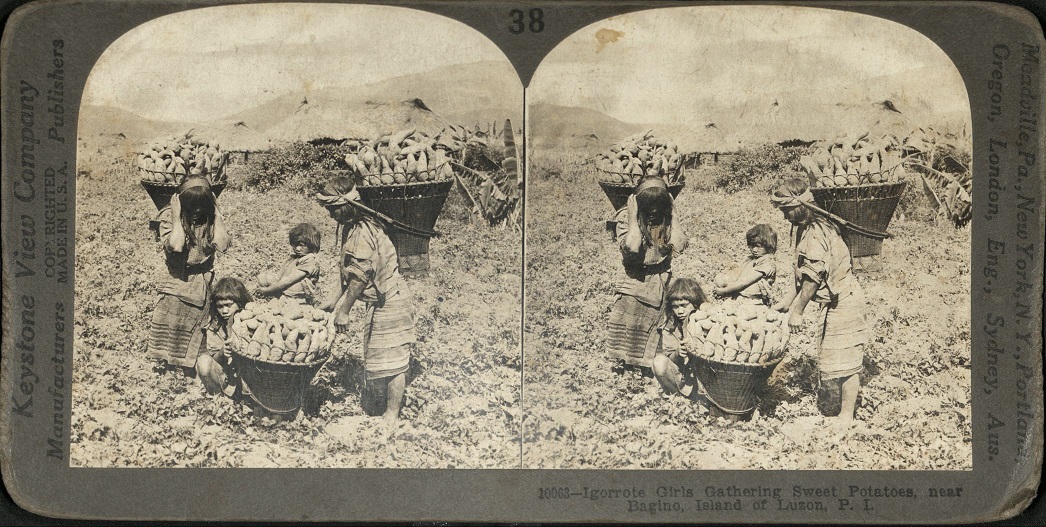 Igorrote [Igorot] Girls Gathering Sweet Potatoes, near Bagino [Baguio], Island of Luzon, P. I.