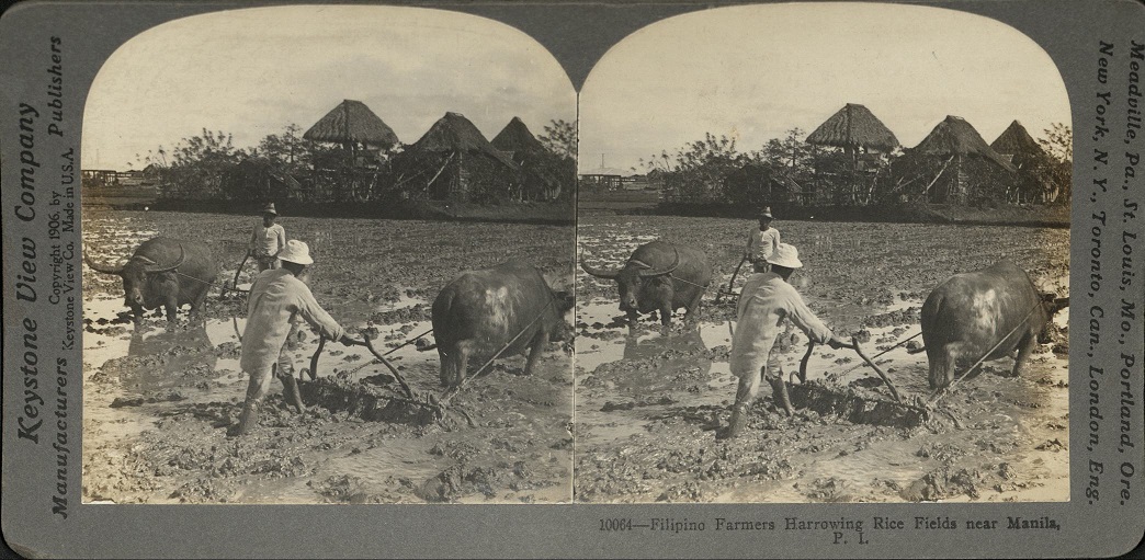 Filipino Farmers Harrowing Rice Fields near Manila, P. I.