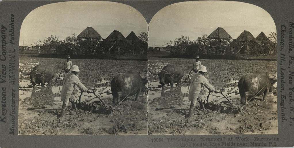 Filipino “Tractors” at Work – Harrowing the Flooded Rice Fields near, Manila, P. I.