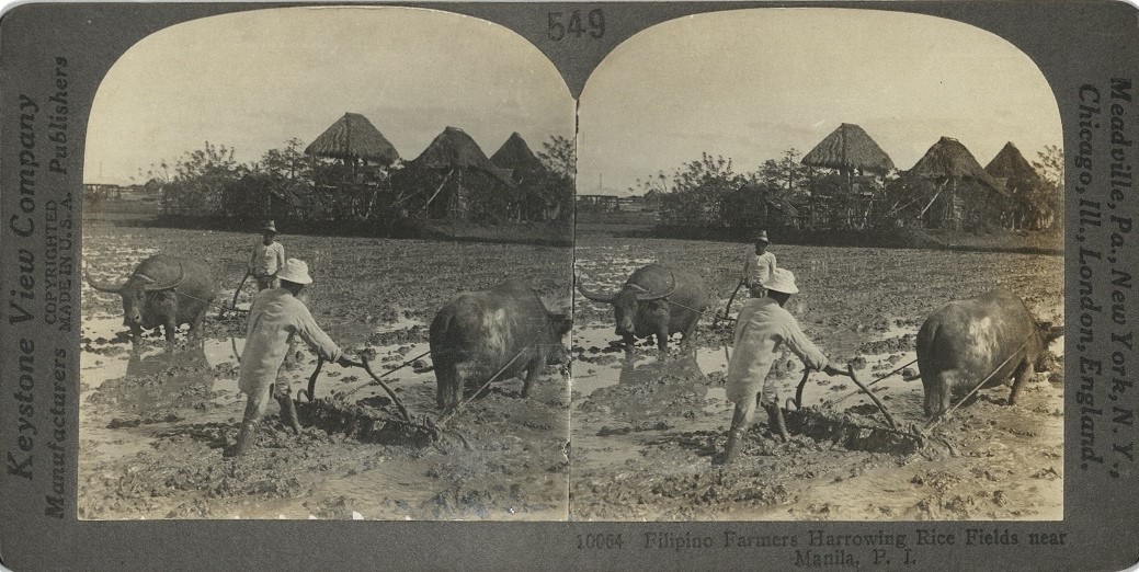 Filipino Farmers Harrowing Rice Fields near Manila, P. I.