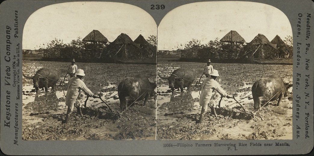 Filipino Farmers Harrowing Rice Fields near Manila, P. I.