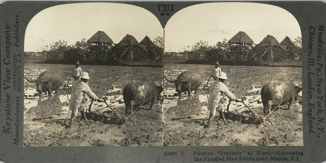 Filipino “Tractors” at Work – Harrowing the Flooded Rice Fields near, Manila, P. I.
