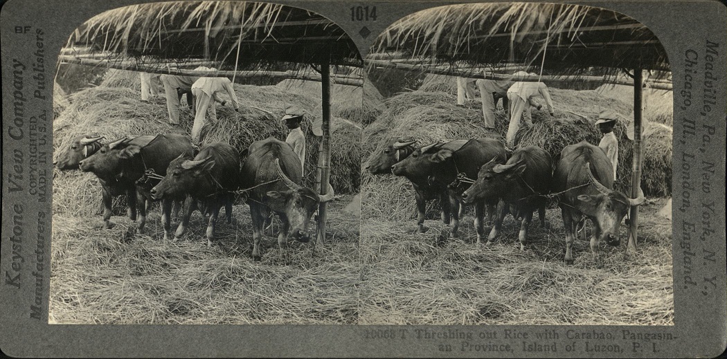 Threshing out Rice with Carabao, Pangasinan Province, Island of Luzon, P. I.