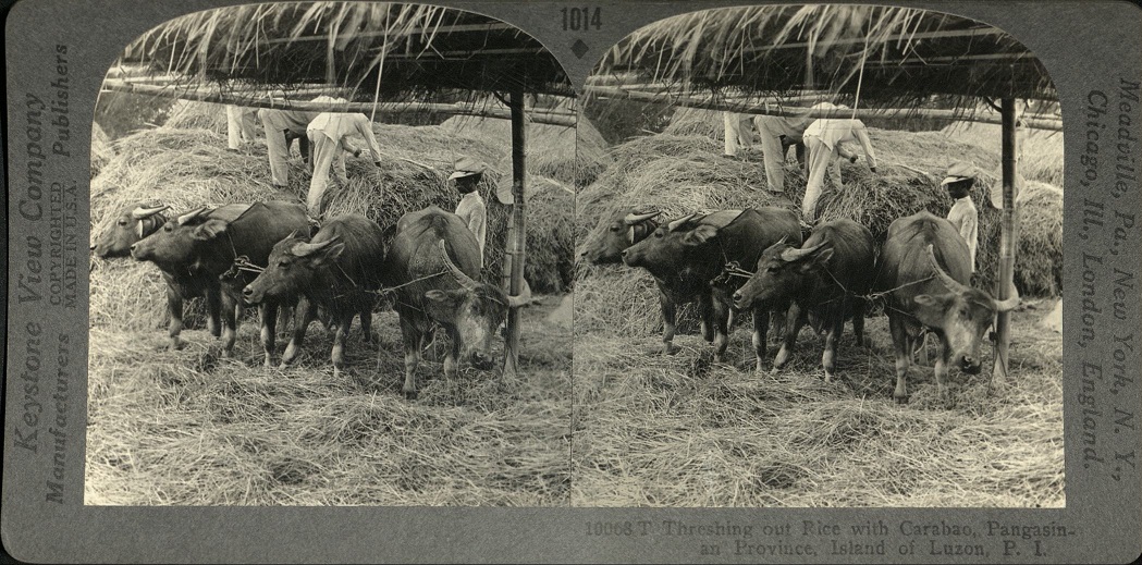 Threshing out Rice with Carabao, Pangasinan Province, Island of Luzon, P. I.