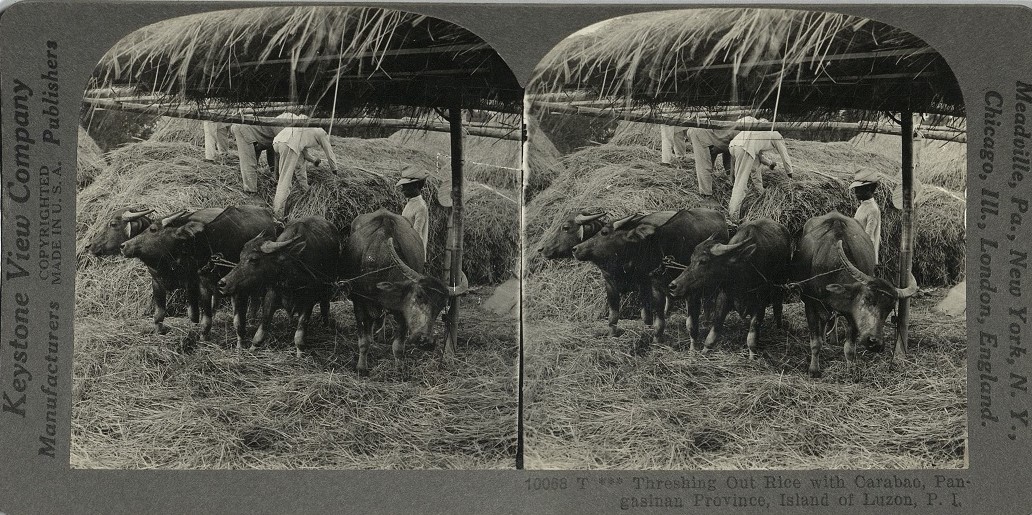 Threshing out Rice with Carabao, Pangasinan Province, Island of Luzon, P. I.