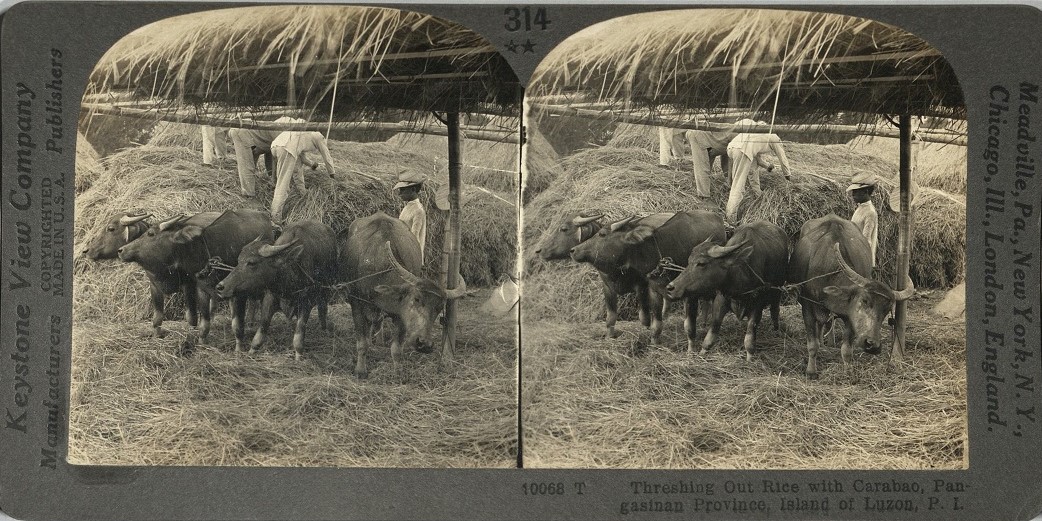 Threshing out Rice with Carabao, Pangasinan Province, Island of Luzon, P. I.