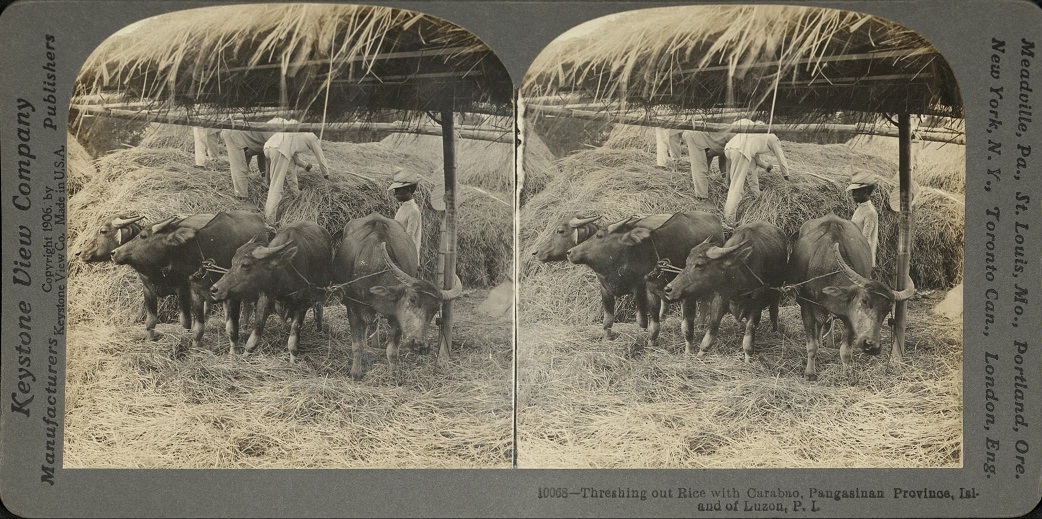 Threshing out Rice with Carabao, Pangasinan Province, Island of Luzon, P. I.