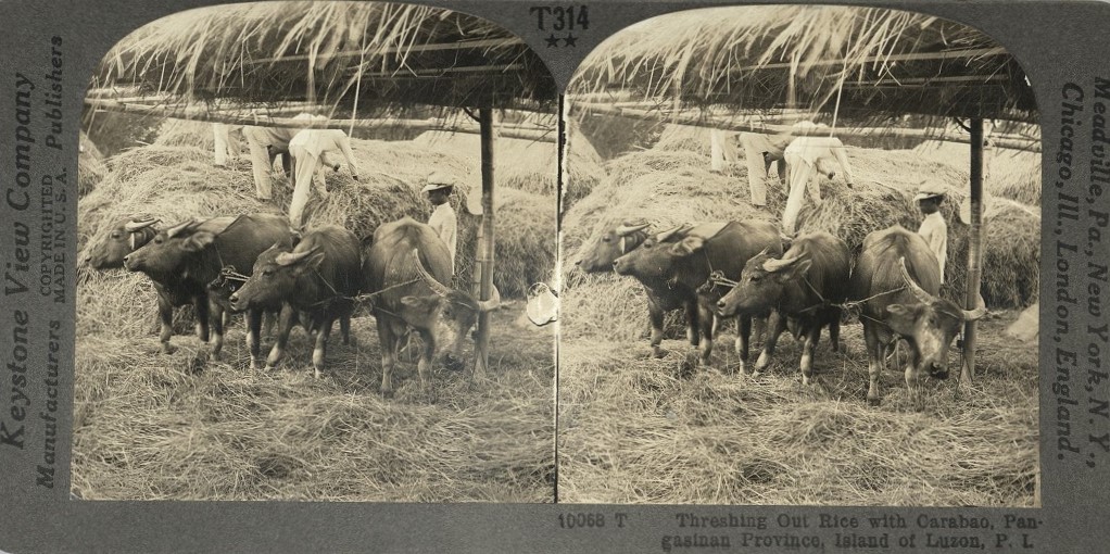 Threshing out Rice with Carabao, Pangasinan Province, Island of Luzon, P. I.