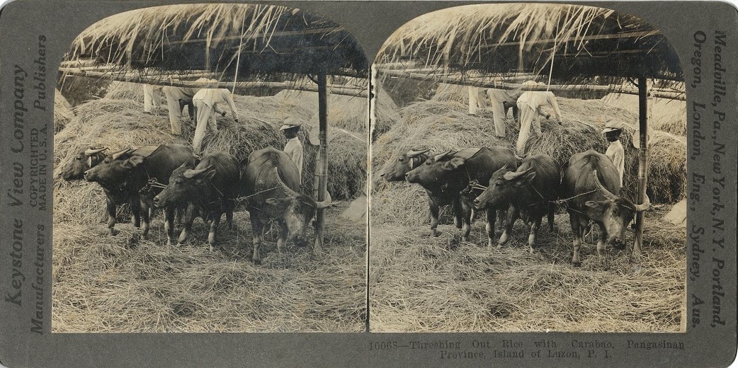 Threshing out Rice with Carabao, Pangasinan Province, Island of Luzon, P. I.