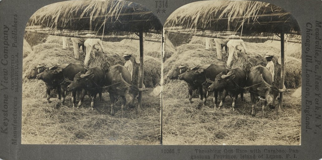 Threshing out Rice with Carabao, Pangasinan Province, Island of Luzon, P. I.
