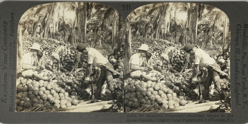 Husking Coconuts – Familiar Scene in the Great Coconut Country near Pagsanjan, I. of Luzon, P. I.