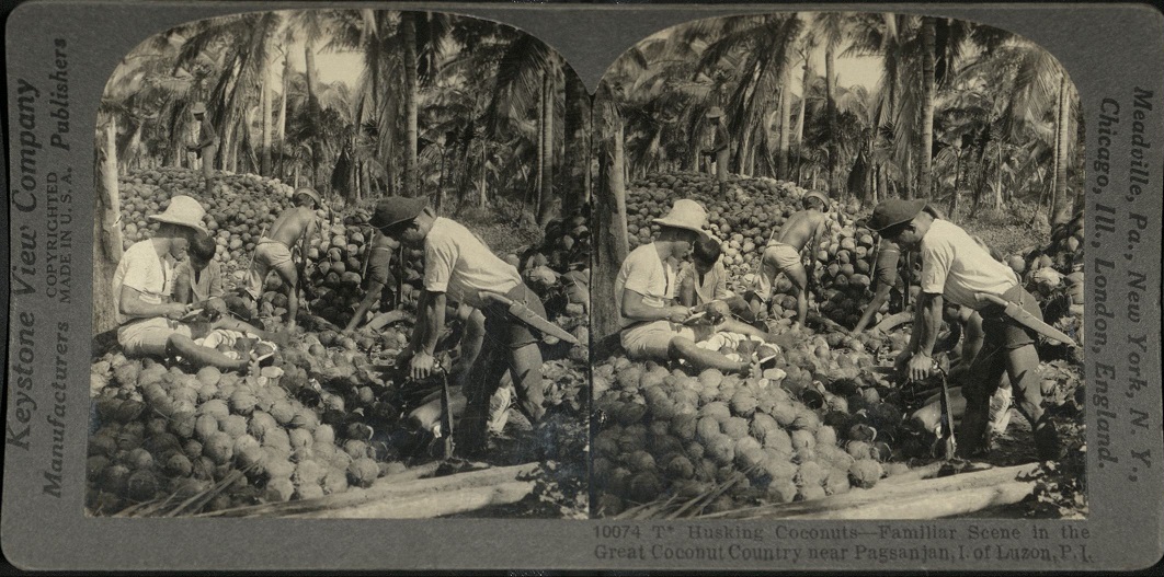 Husking Coconuts – Familiar Scene in the Great Coconut Country near Pagsanjan, I. of Luzon, P. I.