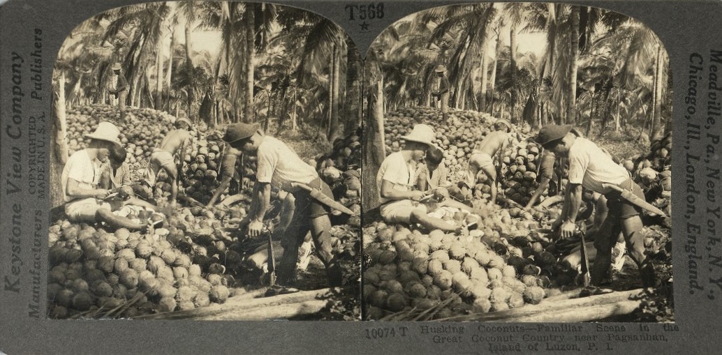 Husking Coconuts – Familiar Scene in the Great Coconut Country near Pagsanjan, Island of Luzon, P. I.