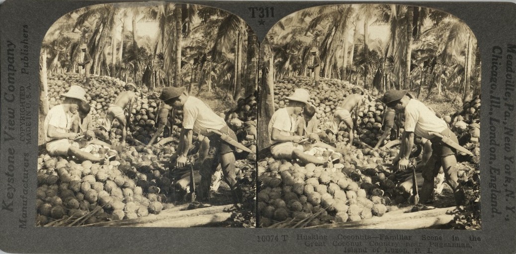 Husking Coconuts – Familiar Scene in the Great Coconut Country near Pagsanjan, Island of Luzon, P. I.