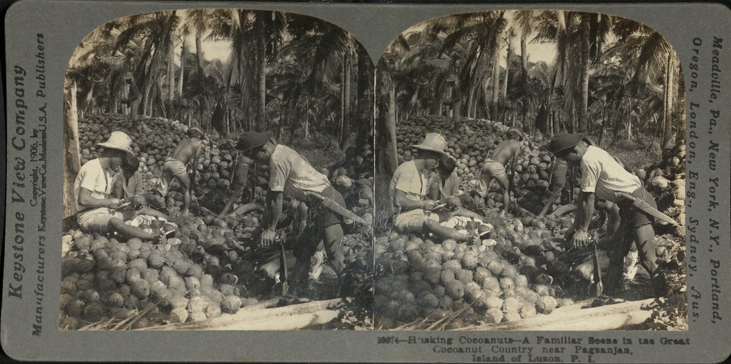 Husking Coconuts – Familiar Scene in the Great Coconut Country near Pagsanjan, I. of Luzon, P. I.