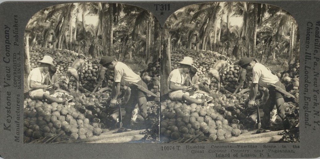 Husking Coconuts – Familiar Scene in the Great Coconut Country near Pagsanjan, Island of Luzon, P. I.