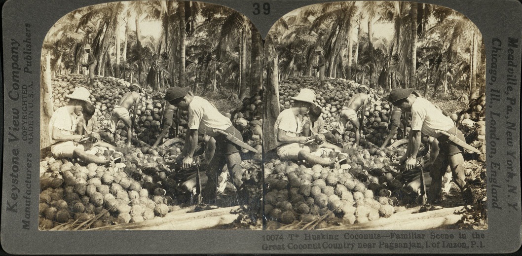 Husking Coconuts – Familiar Scene in the Great Coconut Country near Pagsanjan, I. of Luzon, P. I.