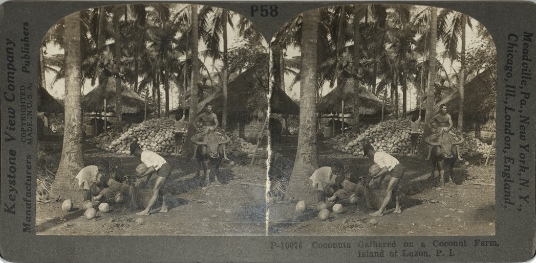 Coconuts Gathered on a Coconut Farm, Island of Luzon, P. I.