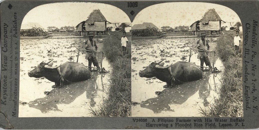 A Filipino Farmer with His Water Buffalo Harrowing a Flooded Rice Field, Luzon, P. I.
