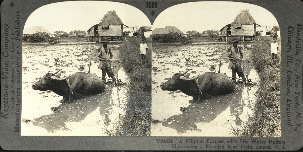 A Filipino Farmer with His Water Buffalo Harrowing a Flooded Rice Field, Luzon, P. I.